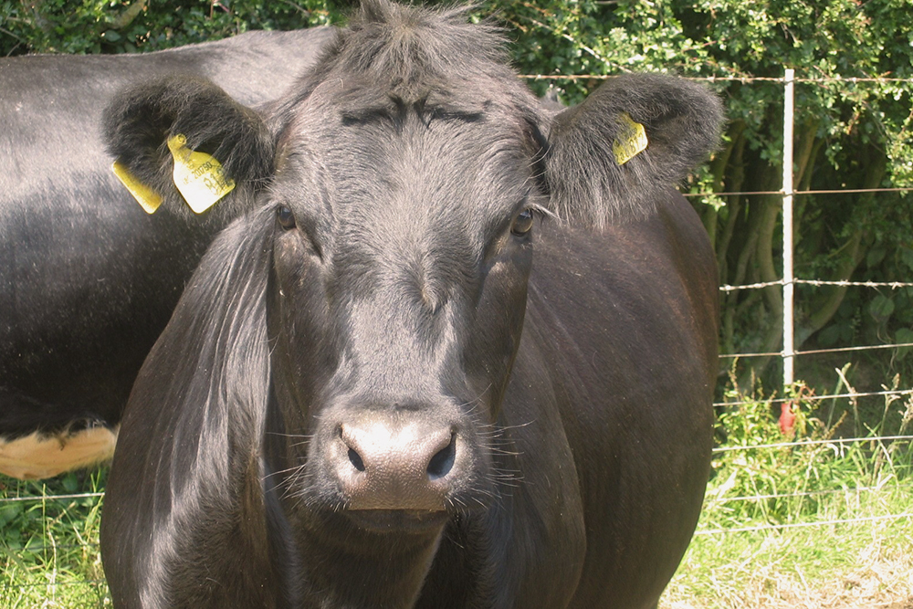 Aberdeen Angus